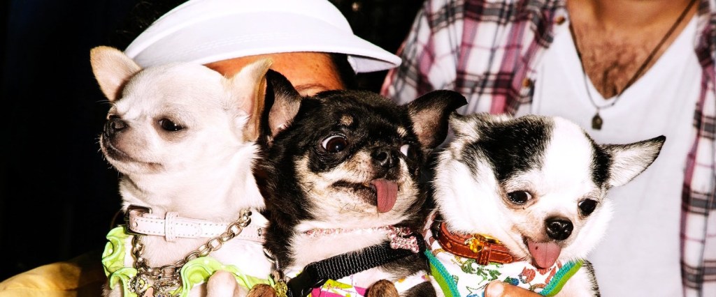 The Chihuahua Nation Hosts Chihuahua Picnics in Central Park