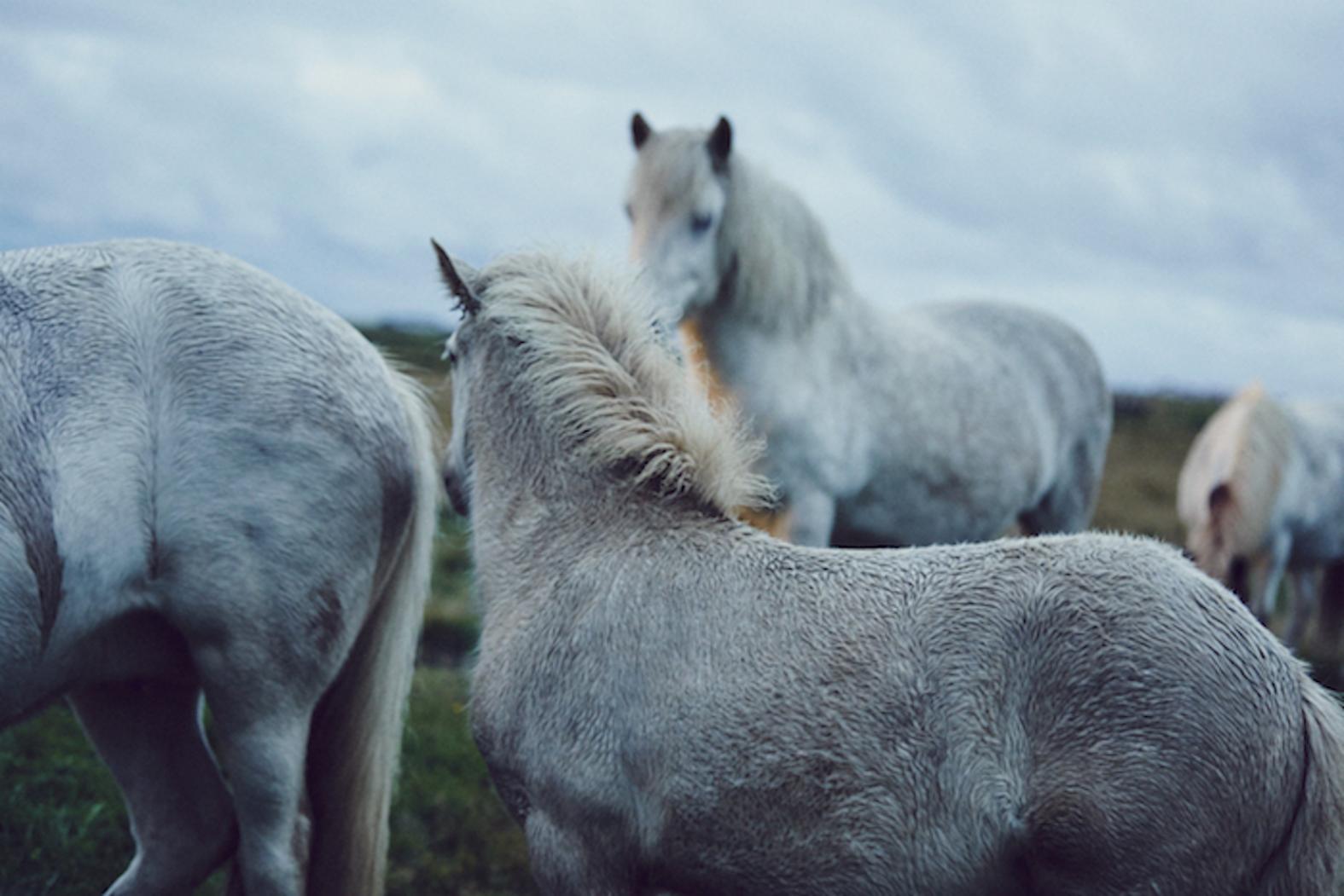 1489588023879-1489518323185-NickTurnerHorses3