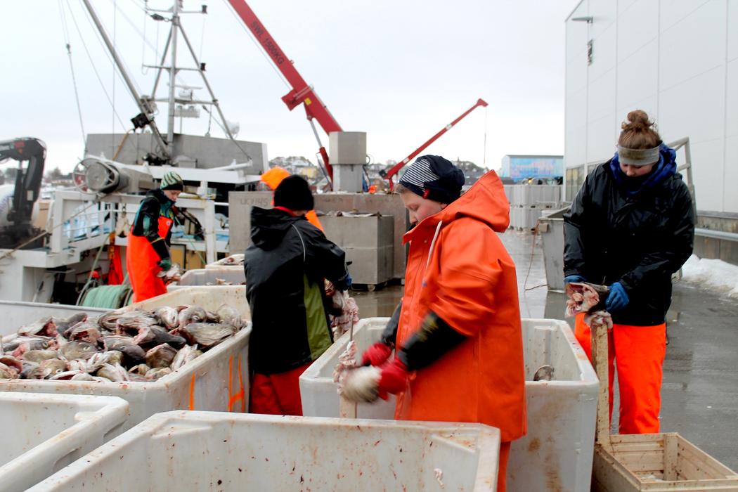 Children cutting the fish tongues at Ballstad harbour.