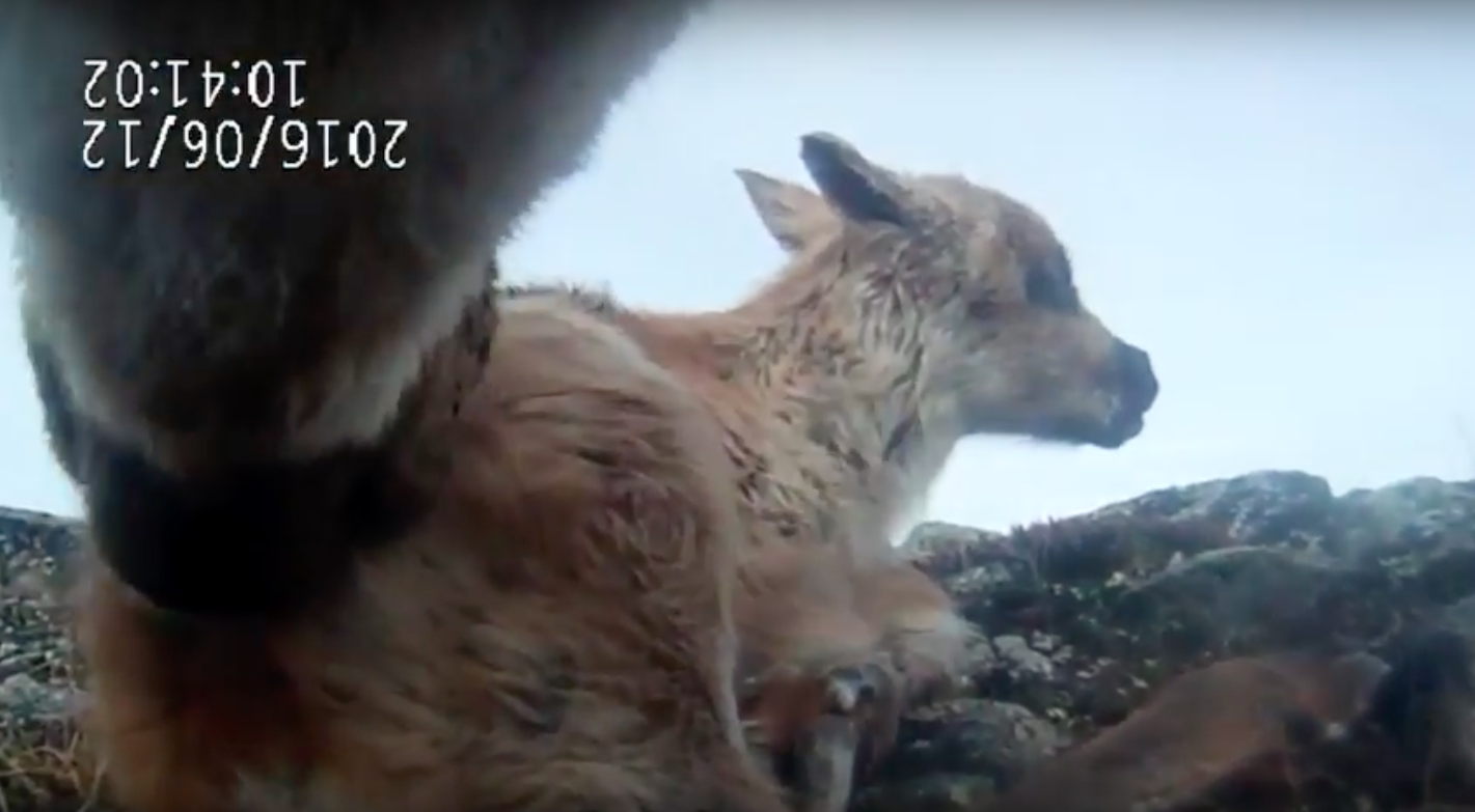 Caribou Ungava/YouTube