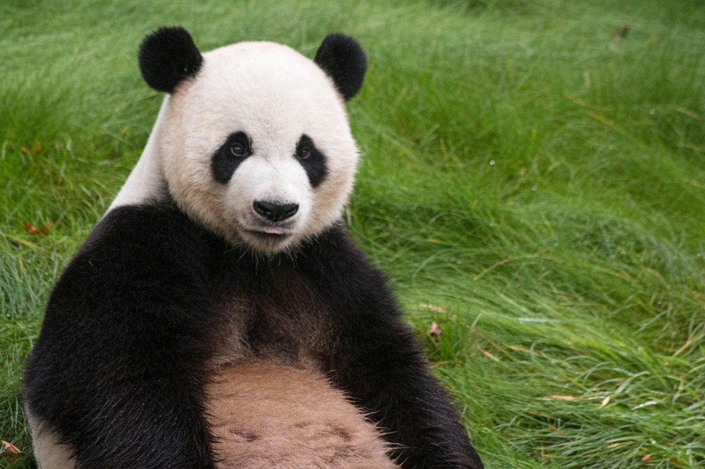 Panda’s zijn domme rotbeesten, hier is waarom