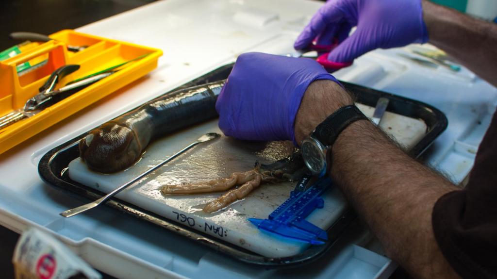 Oh, ovo čudo ovde? Ma to je samo brodski crv od jednog metra