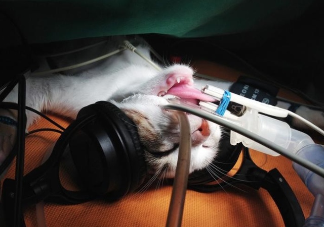 Foto por: Margaret Melling, Editor, IFMS