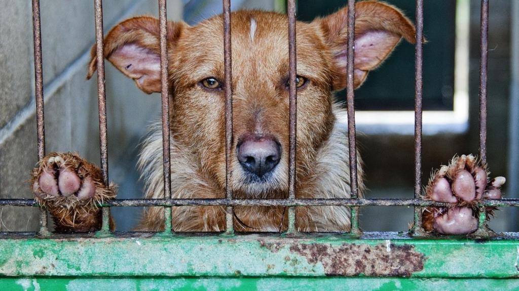 Psychologie hromadění domácích mazlíčků