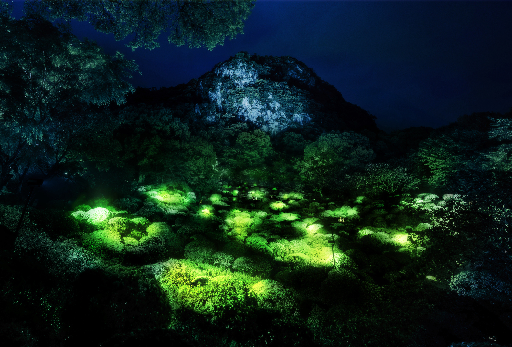 置物 glowing forest Amazon.com: BEZALEL Glow in the Dark Tree Spirits, 49 Pcs