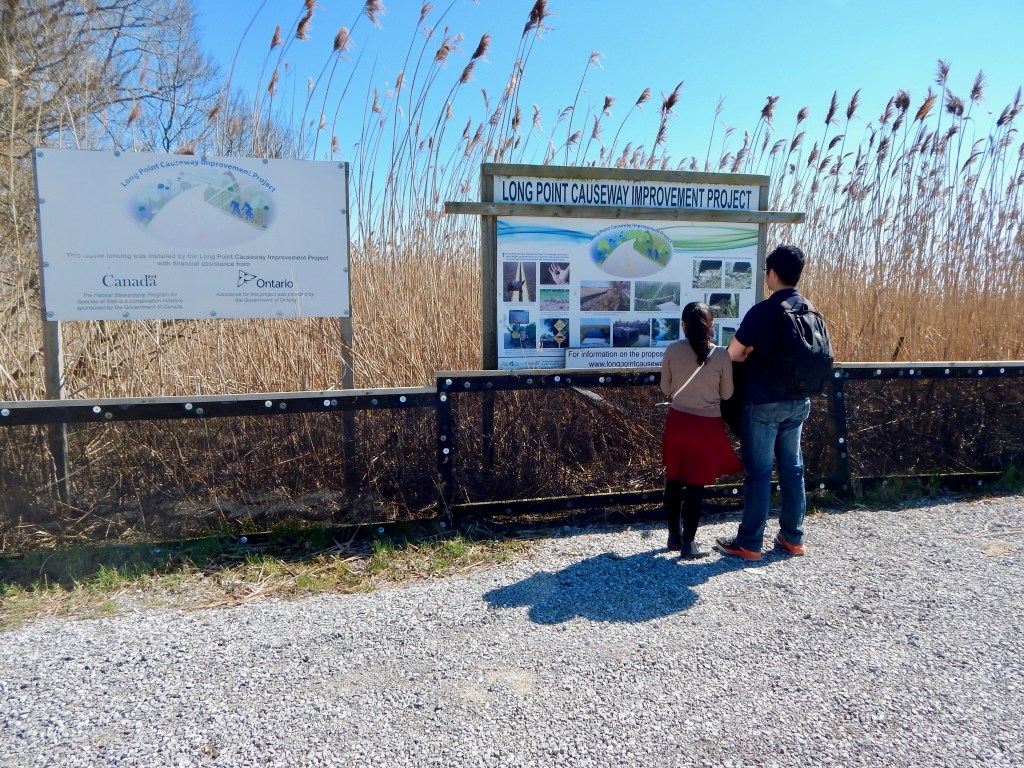 This Small Town in Canada Spent 10 Years and $2.7 Million to Save Turtles