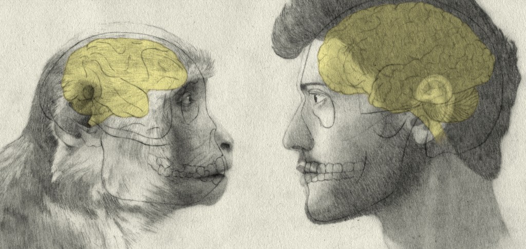 Wenn wir Affen vor Tierversuchen retten, leiden Menschen