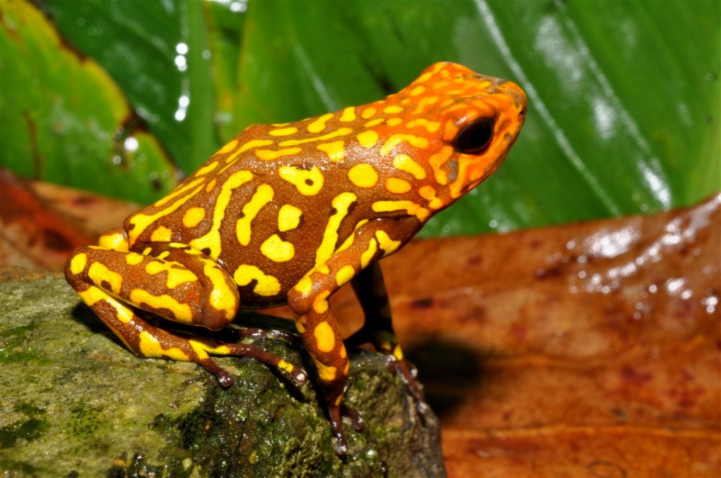 How to Take Down Exotic Frog Smugglers