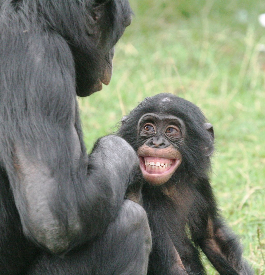 Bonobos Use the Power of Female Friendship to Overthrow Male Hierarchy