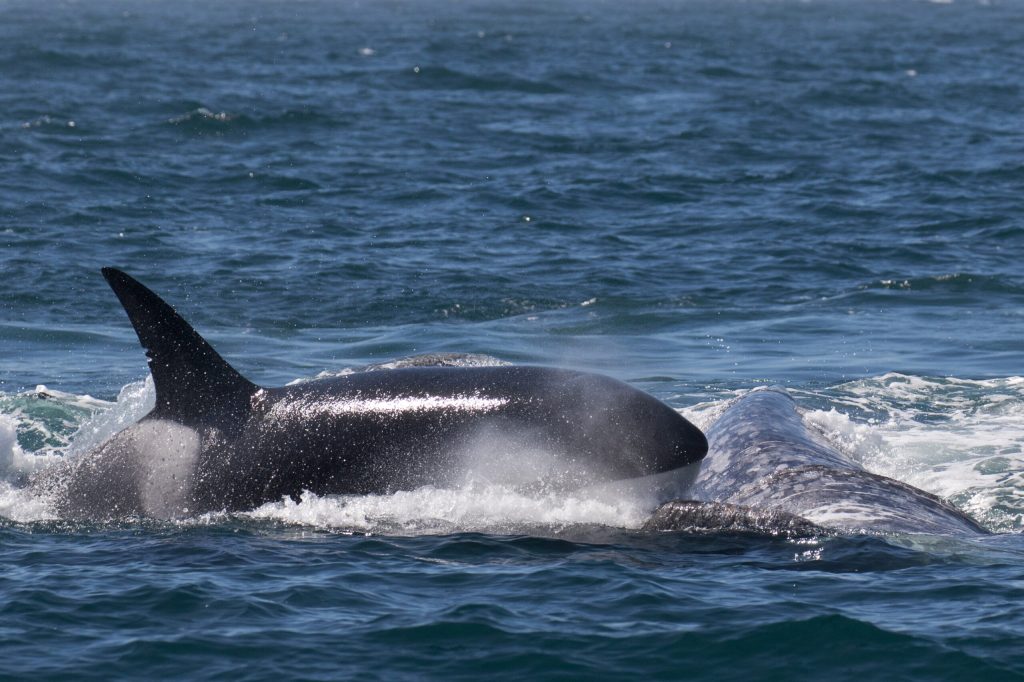 Warum der Tod von Baby-Grauwalen auch eine gute Nachricht ist
