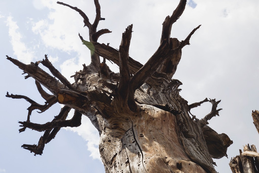 La destrucción de ahuehuetes en Texcoco, Estado de México