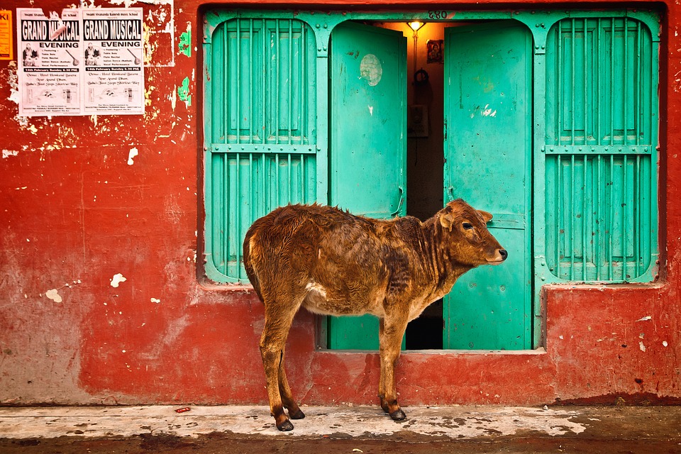 India Wants to Censor the Word ‘Cow’ In a New Documentary