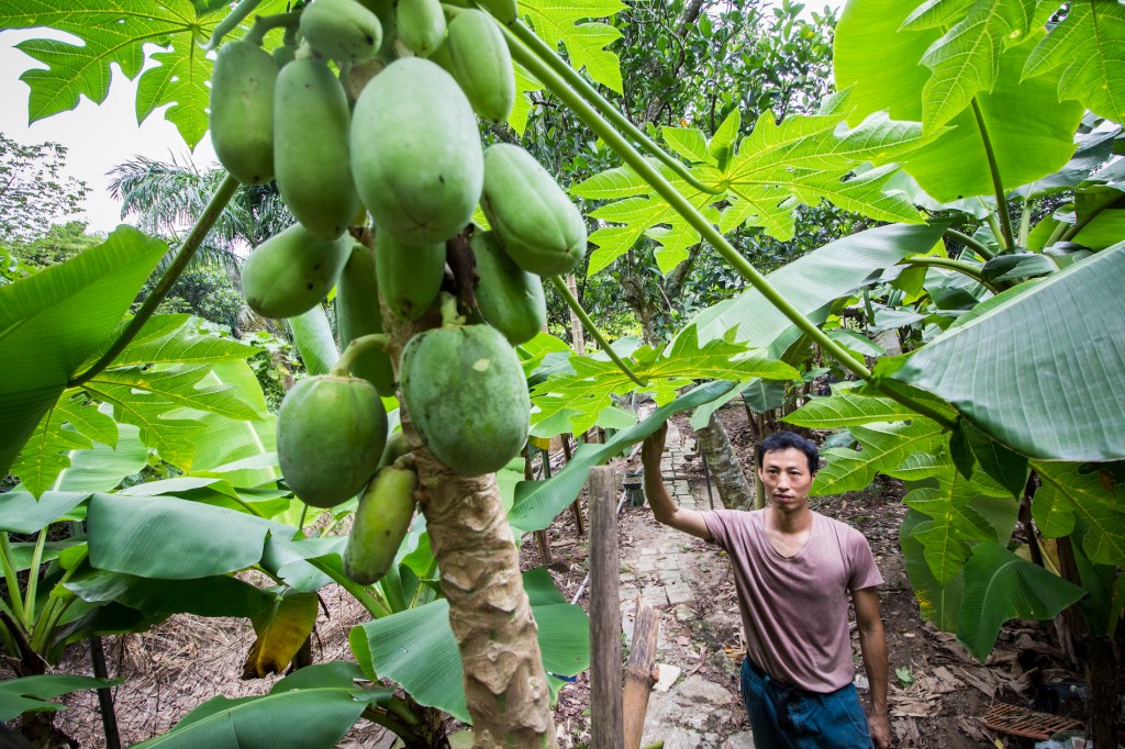 In Hong Kong, Farming Is a Political Statement