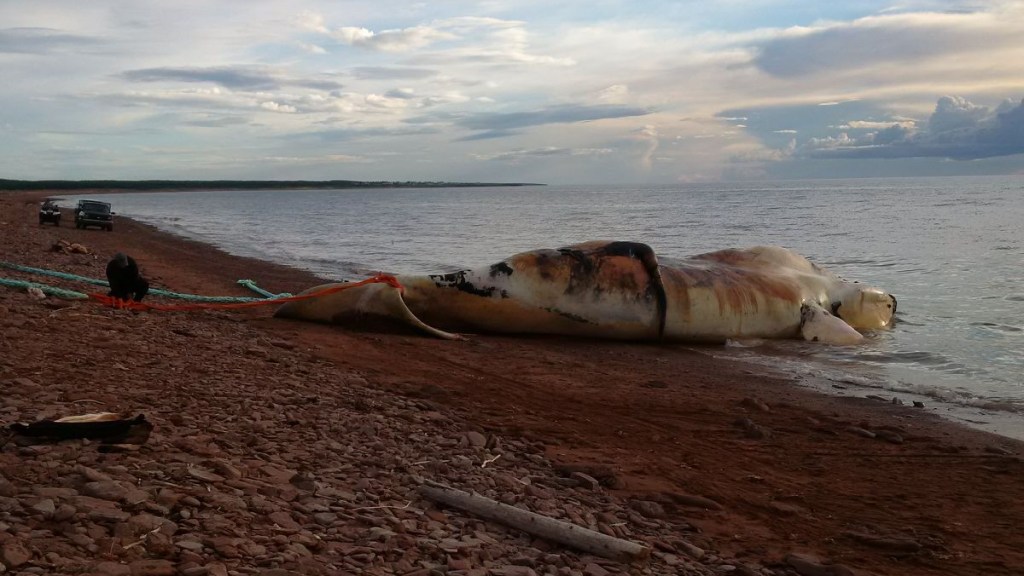 Whales Keep Dying off the East Coast and Scientists Don’t Know Why