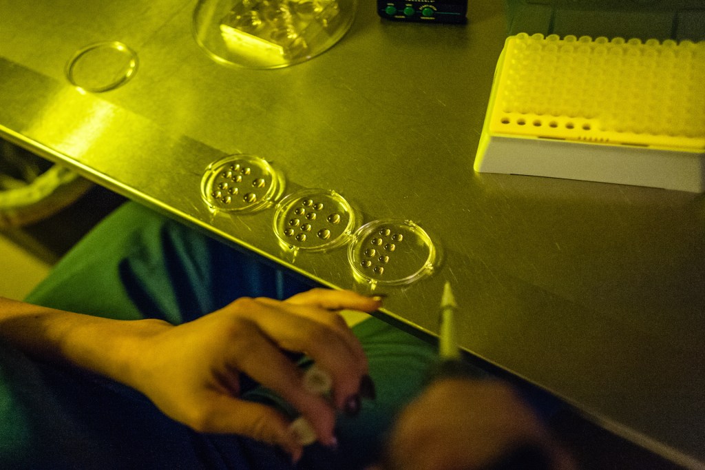 Embryologist prepares cryopreserved eggs for thawing.
