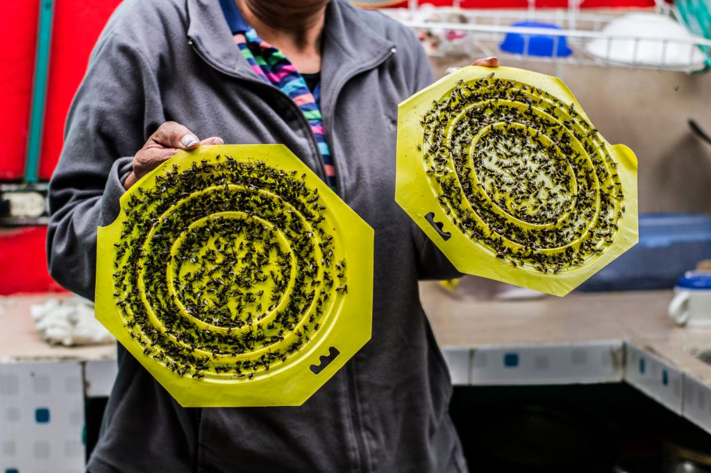 Visitamos a El Mochuelo, el barrio de Bogotá que hoy vive entre las moscas