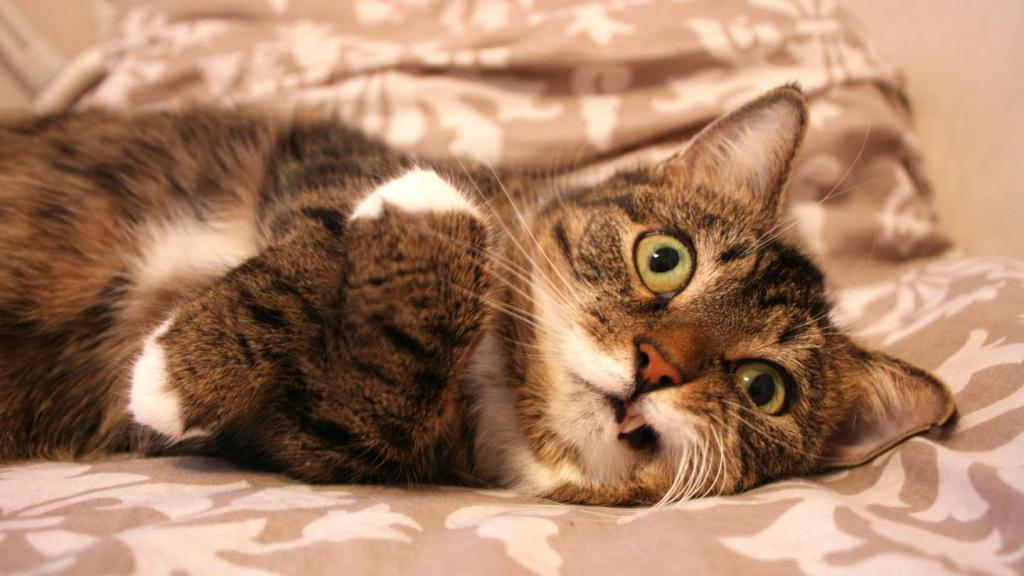 Am întrebat oameni dacă li se pare dubios să se masturbeze cu un animal în cameră