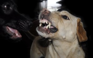 Teror Anjing 'Vampir' Di Pedesaan Indonesia