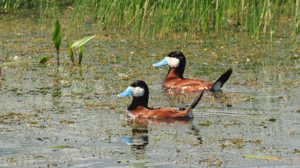 Kad si patak, sve se vrti oko veličine penisa
