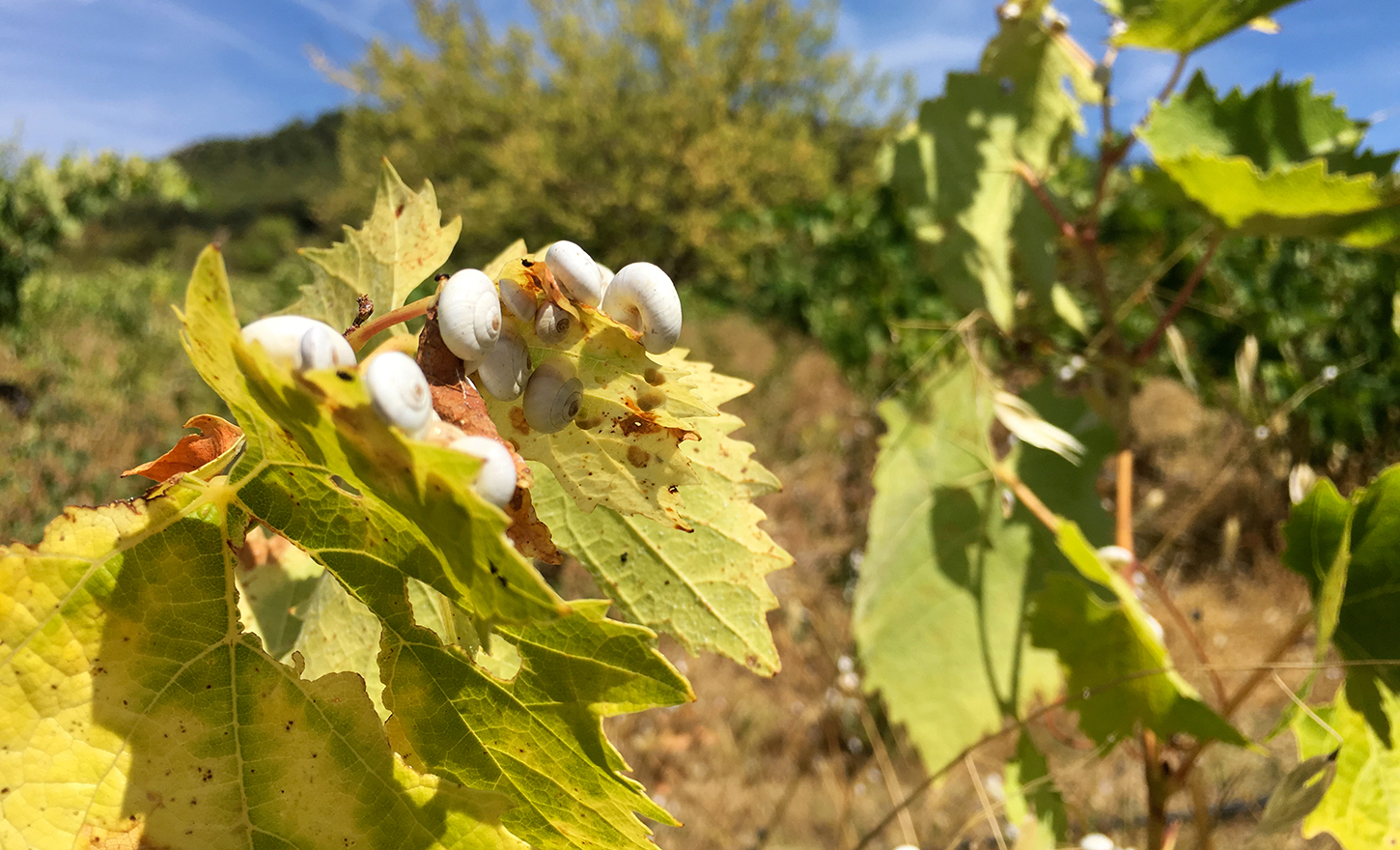 Cadavre Exquis provenza