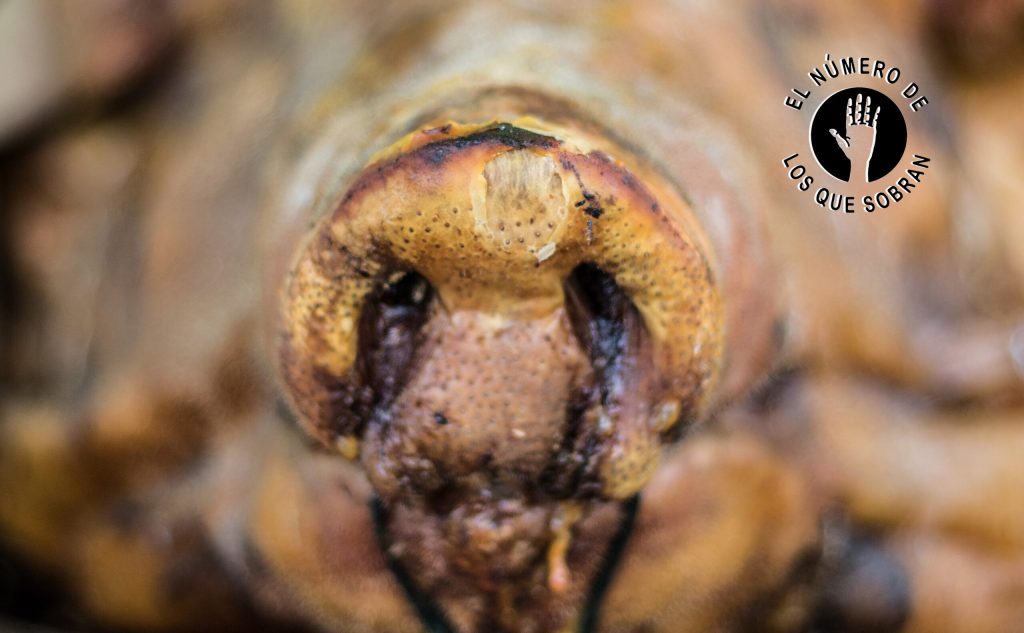 No hay lechona: una carretera pone a prueba a los lechoneros de El Espinal