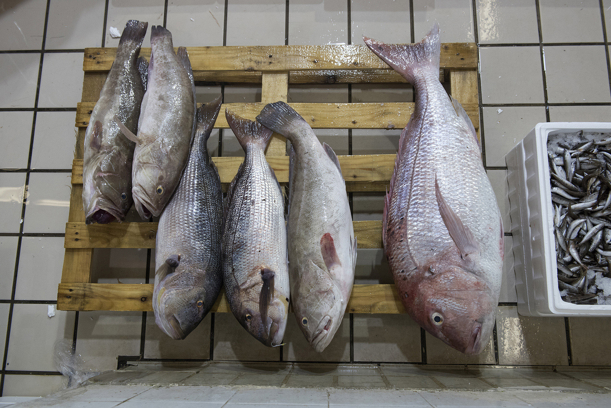 1511785309546-_DSC9994