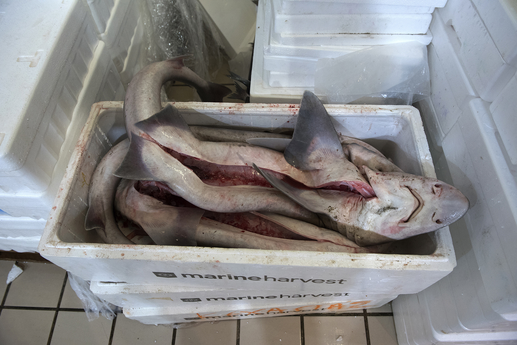 1511785558557-_DSC0101