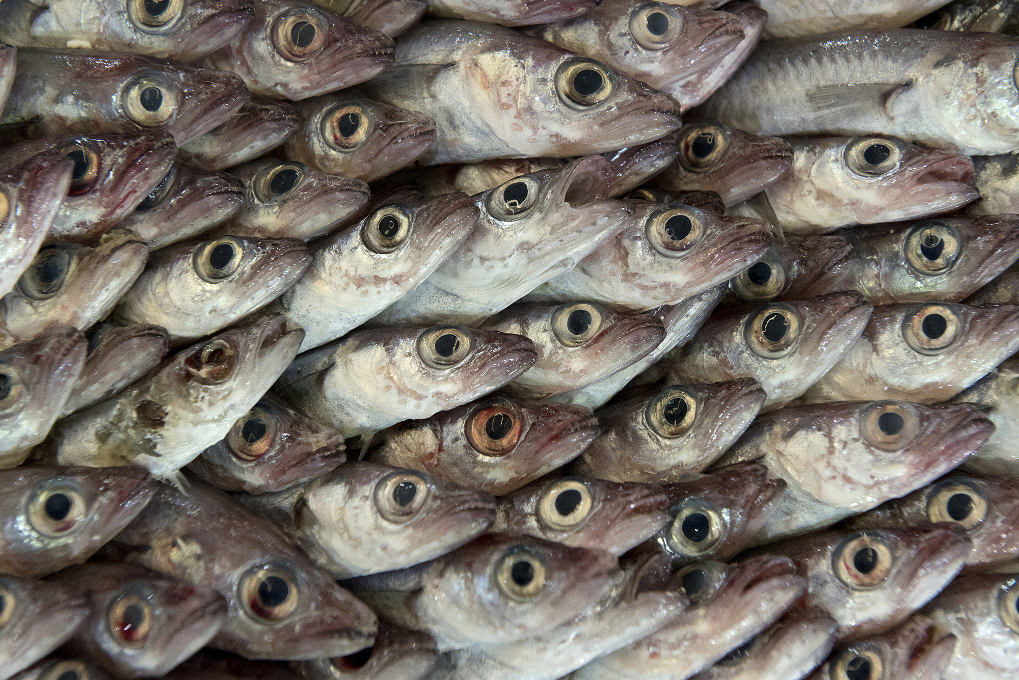 1511785561568-_DSC0017