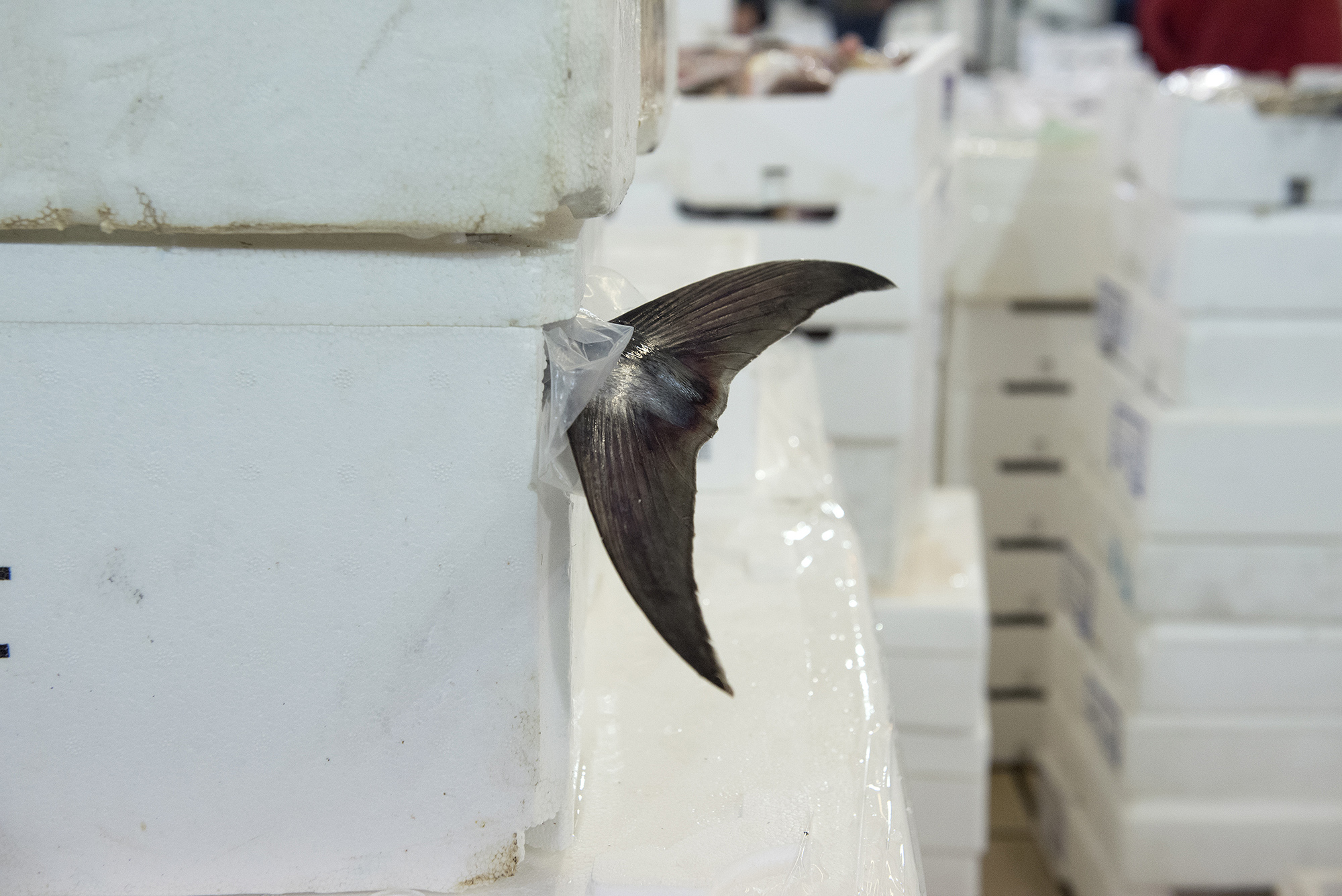 1511785561573-_DSC0027