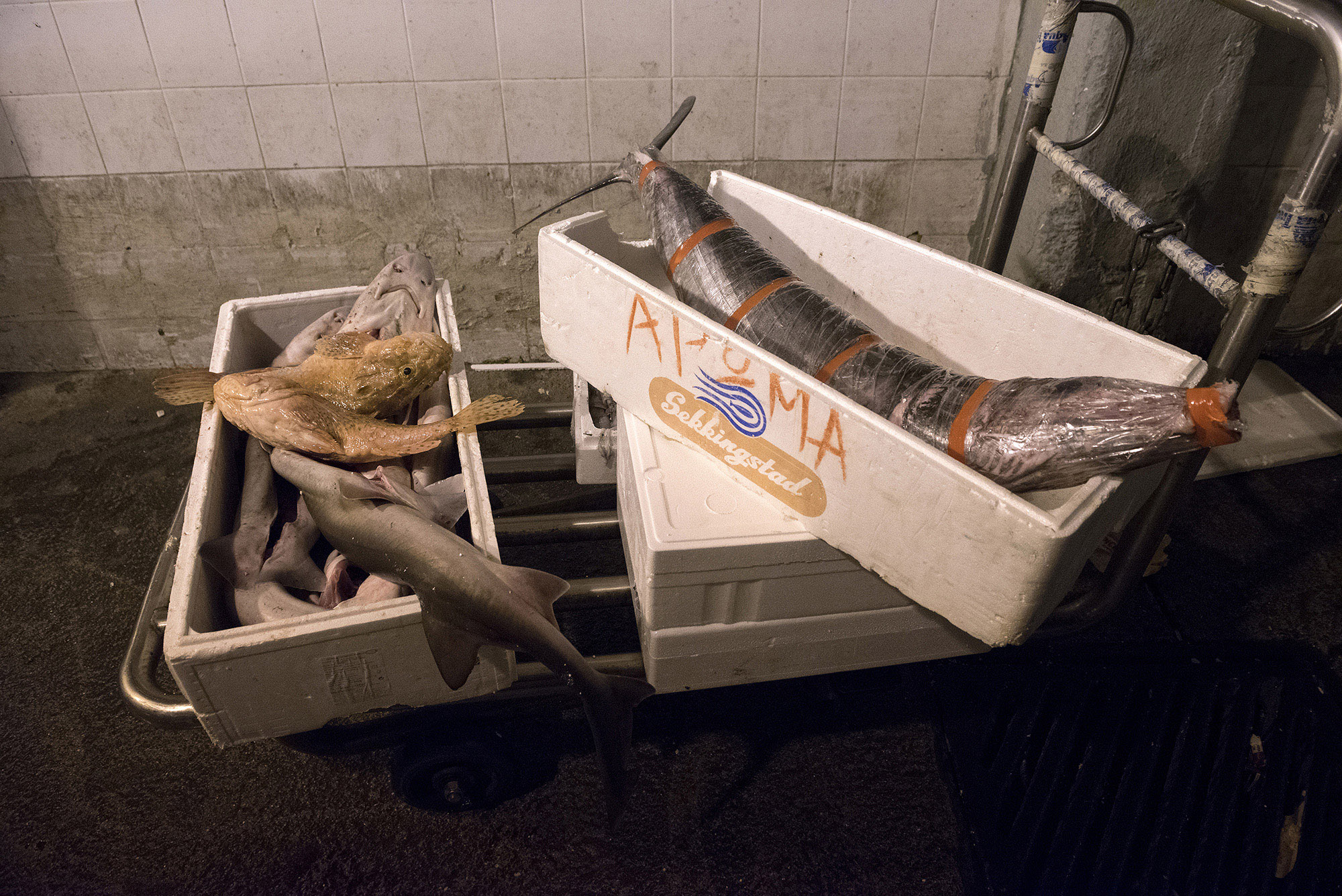 1511785734625-_DSC0363