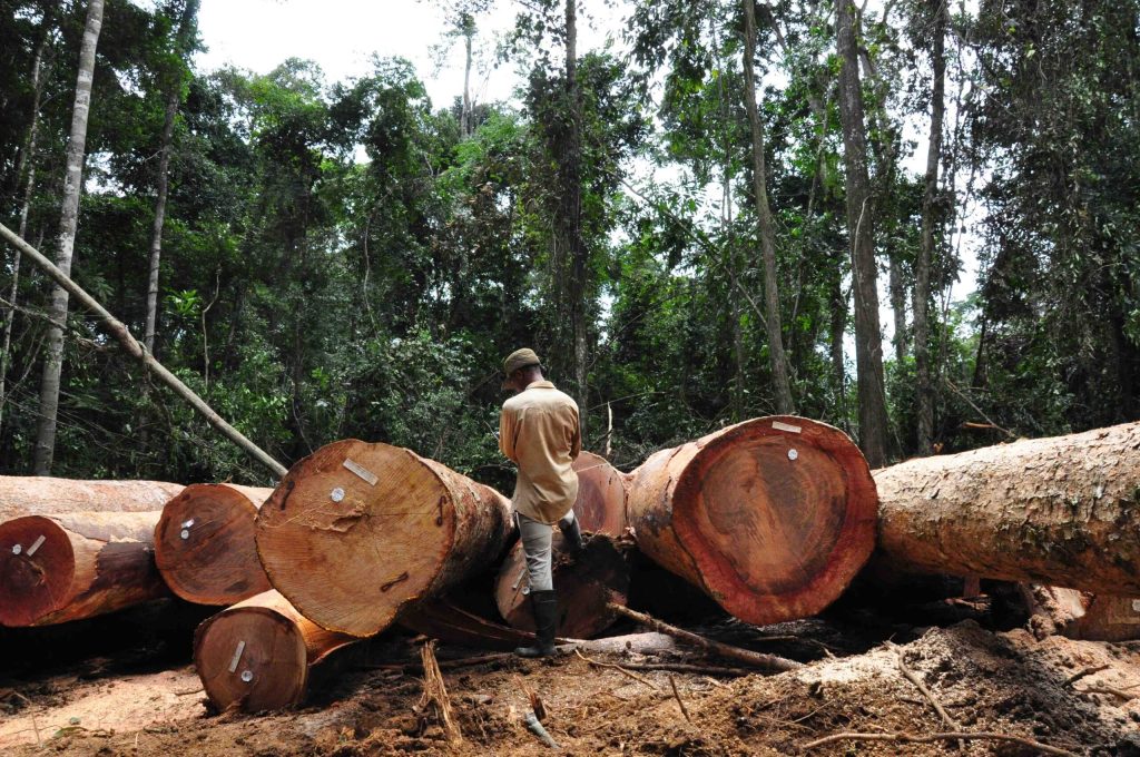 In ‘Silas’ zien we een Liberiaanse activist die zijn leven geeft voor het oerwoud