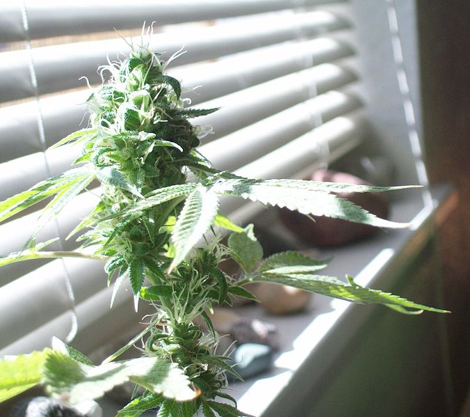 In Loppersum lopen ze vast op de aankomende wietexperimenten vooruit