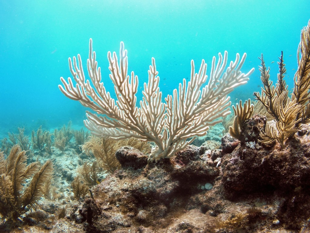 11 mil millones de pedazos de plástico están enfermando a los arrecifes de coral
