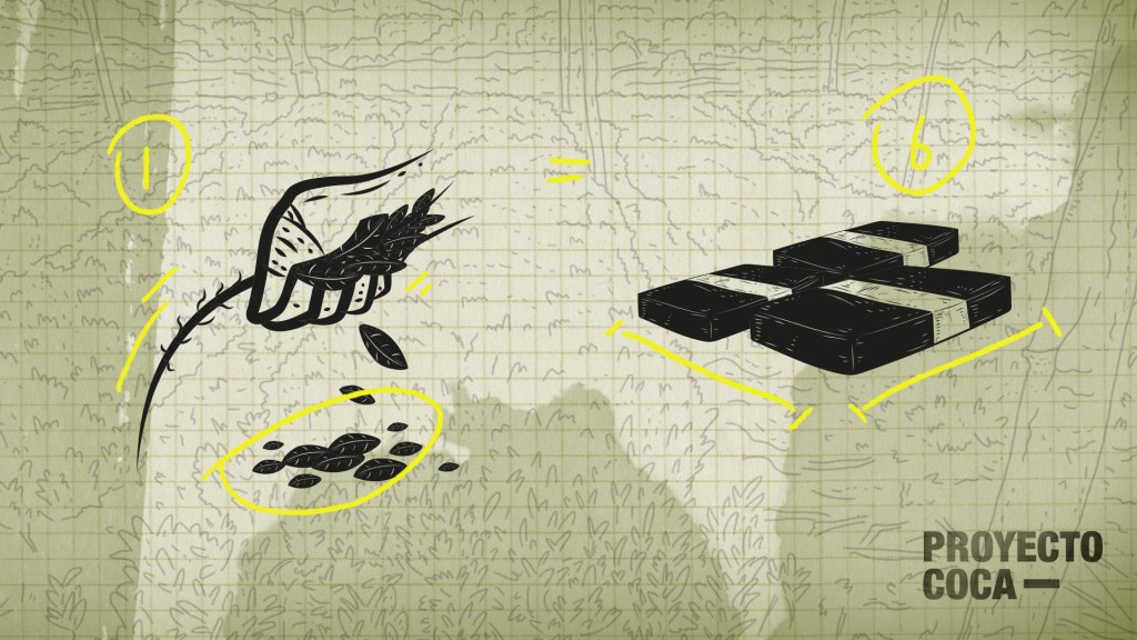 Paso a paso: de la hoja de coca a la cocaína