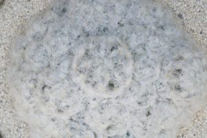 世にも奇妙なサボテン