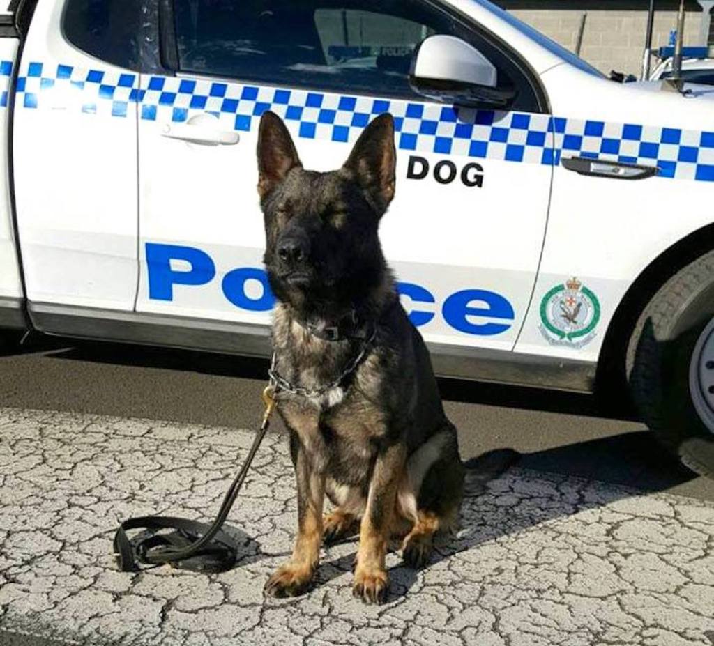 ACT Police Won’t ‘Actively Target’ Pill Testers at Groovin the Moo