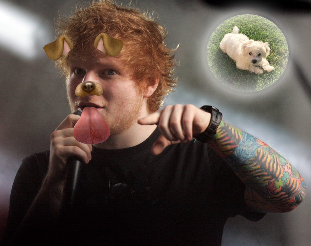 Does Ed Sheeran Cuddle With Dogs Before Every Show? An Investigation