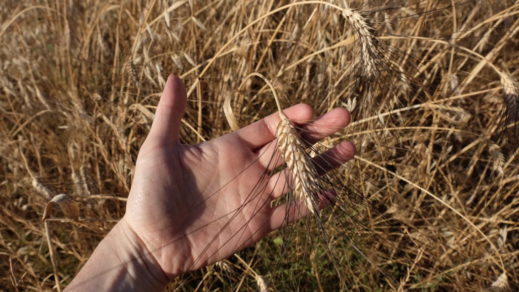 Miscuglio evolutivo cosa è