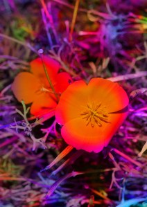 On peut trouver de la drogue au Jardin des plantes