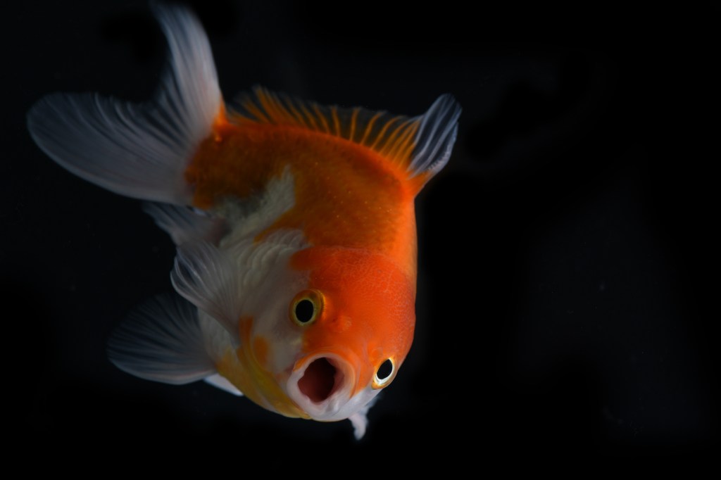 Penelitian: Ikan Jadi Horni dan Mabuk Gara-Gara Air Limbah Narkoba Bekas Konsumsi Manusia