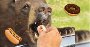 A man feeding a bear a timbit.