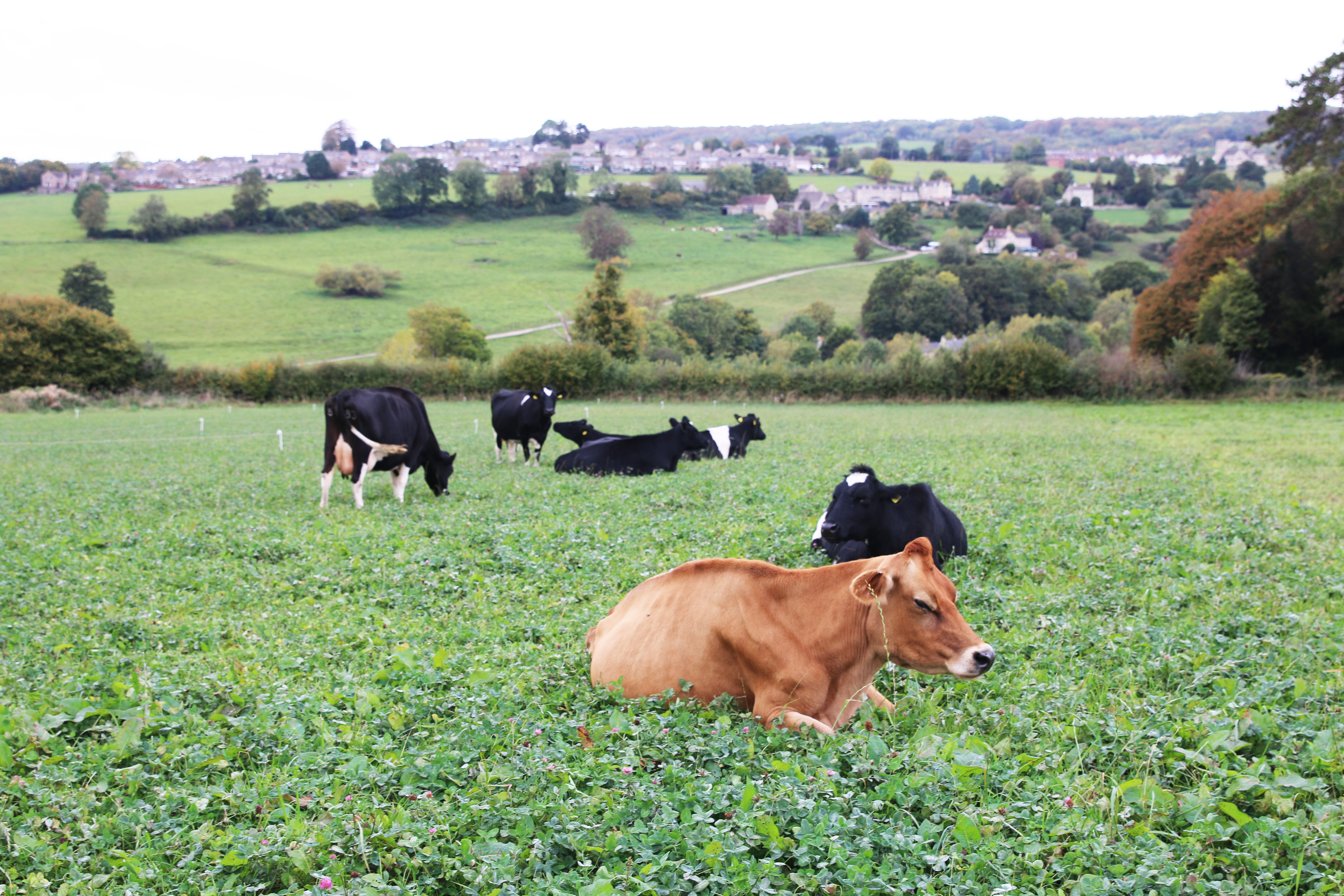 1539882066331-IMG_5415