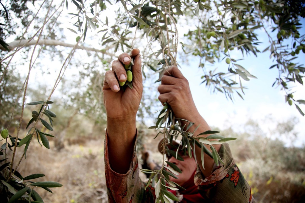 Agricultural Workers Face Constant, Horrific Human Rights Violations, a New UN Report Shows