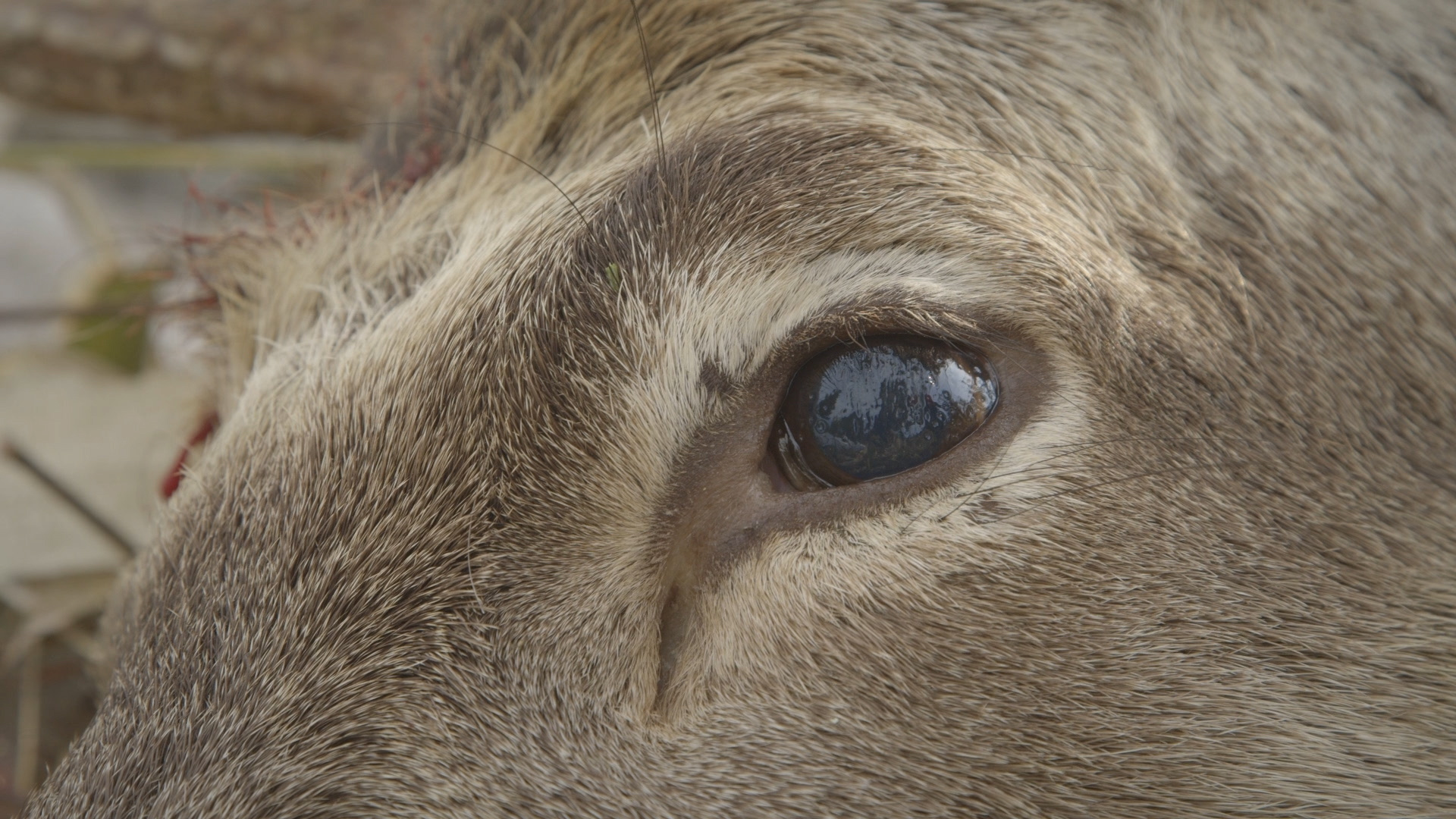 1540975034234-Shoot_to_Eat_Scene6