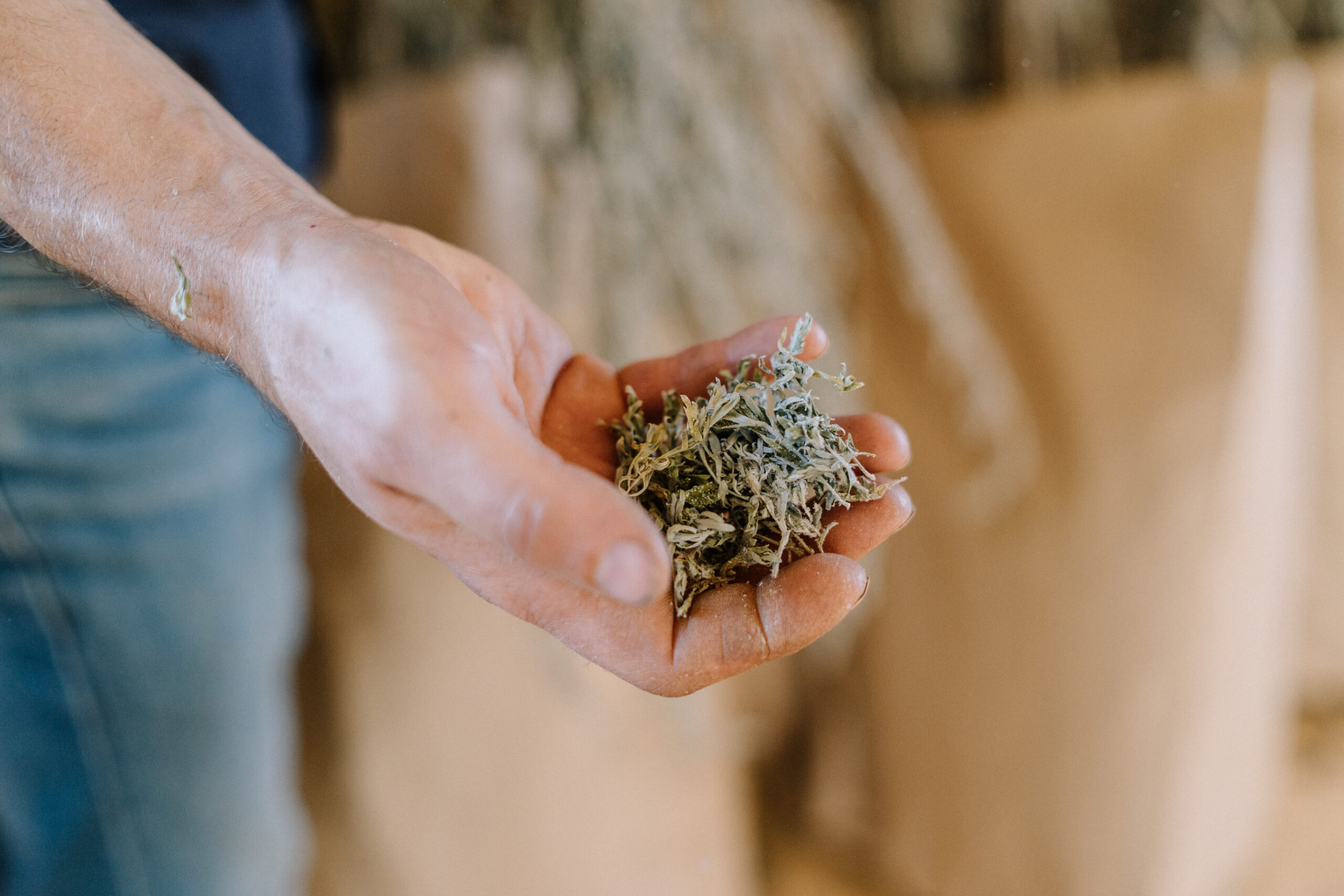 Absinthe Cultivateur