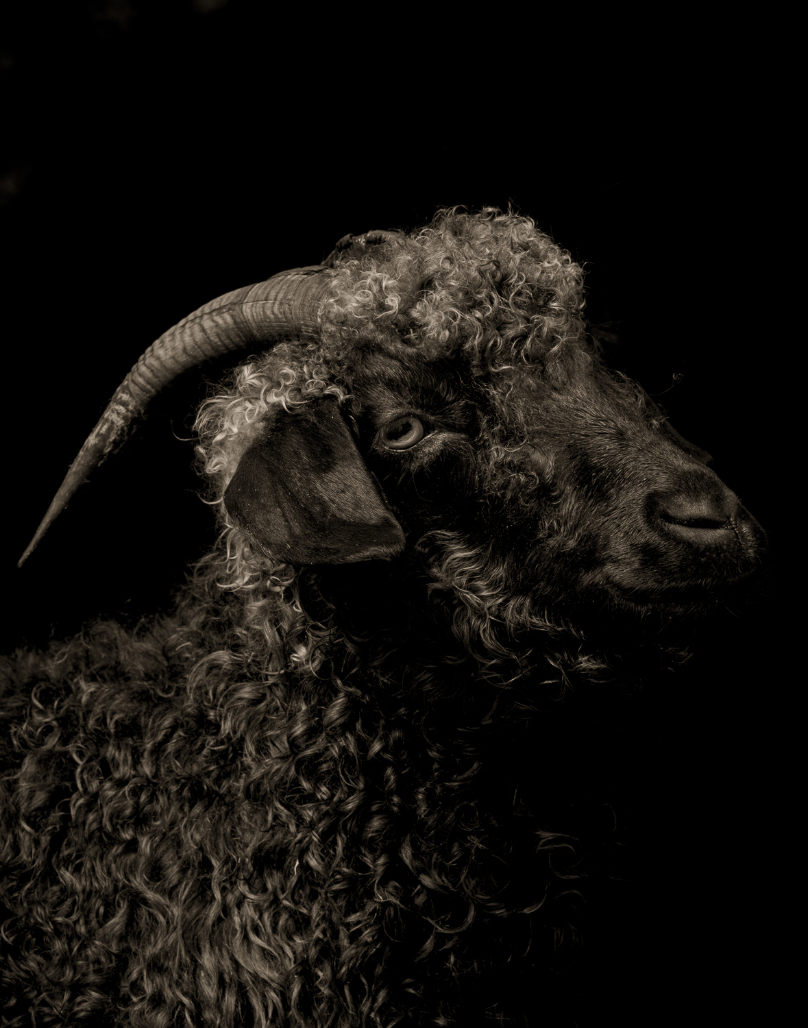 1543294739662-Horan-35-_KH_2809