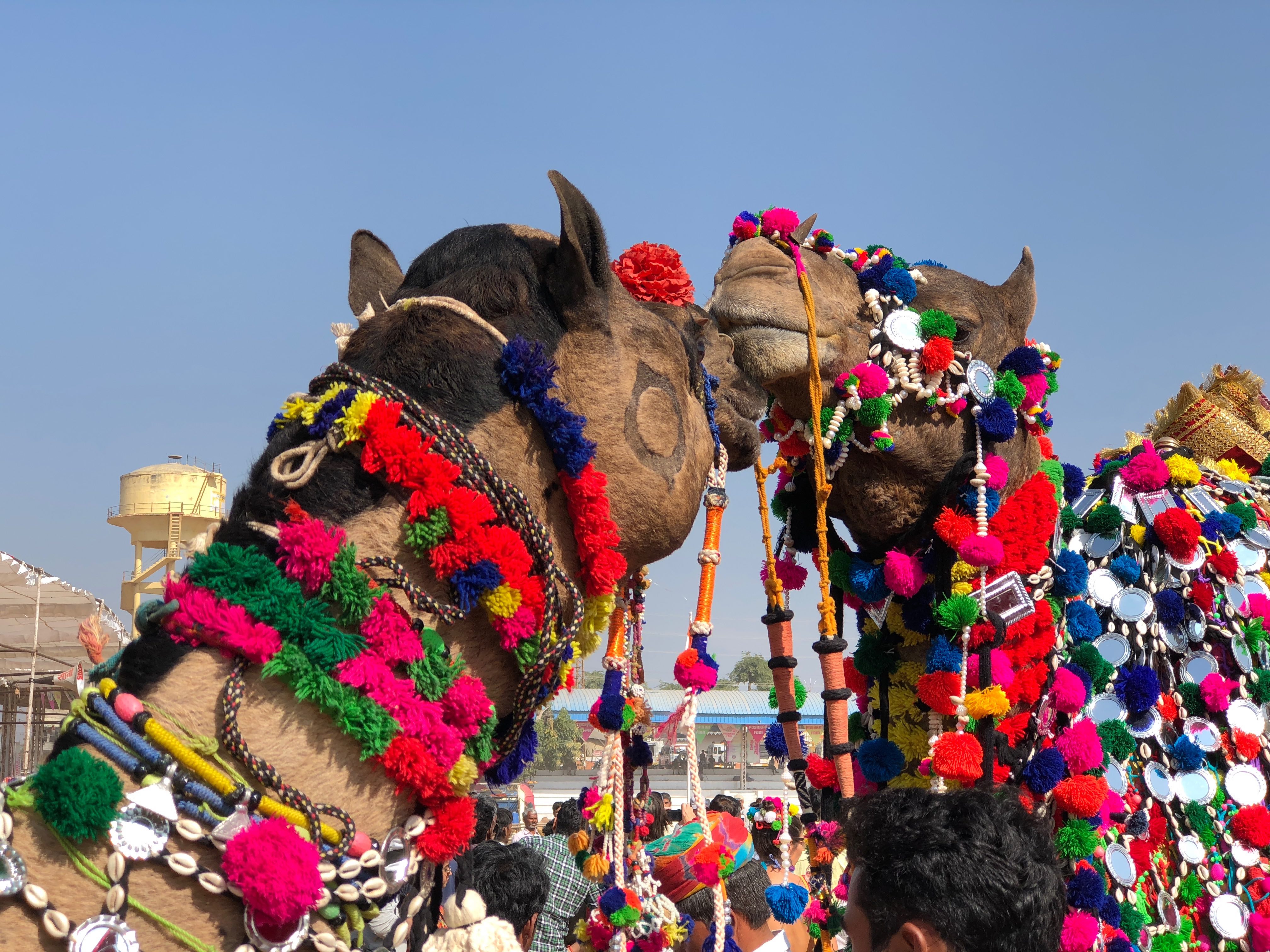 1543485643458-IMG_5825