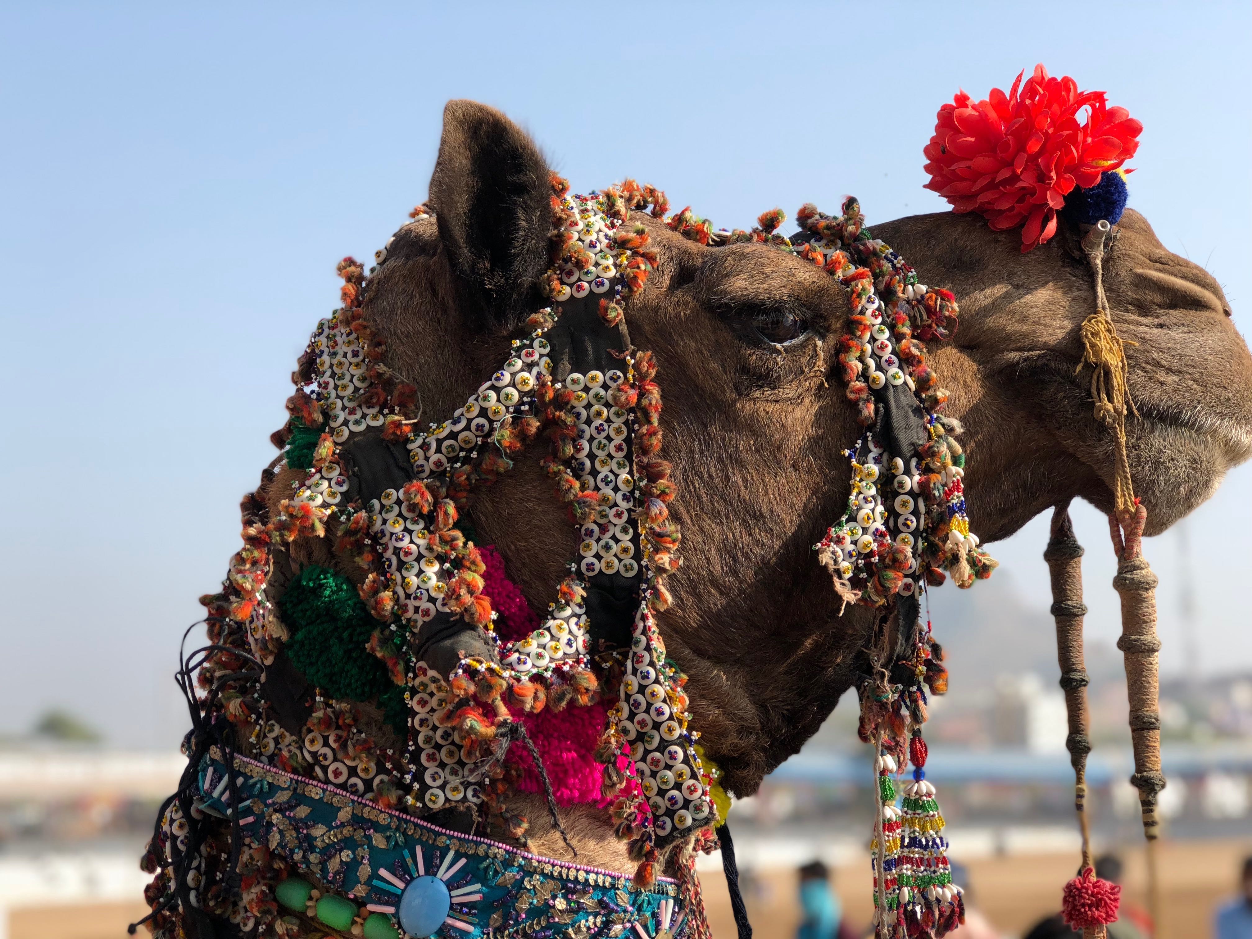 1543486294759-IMG_5428