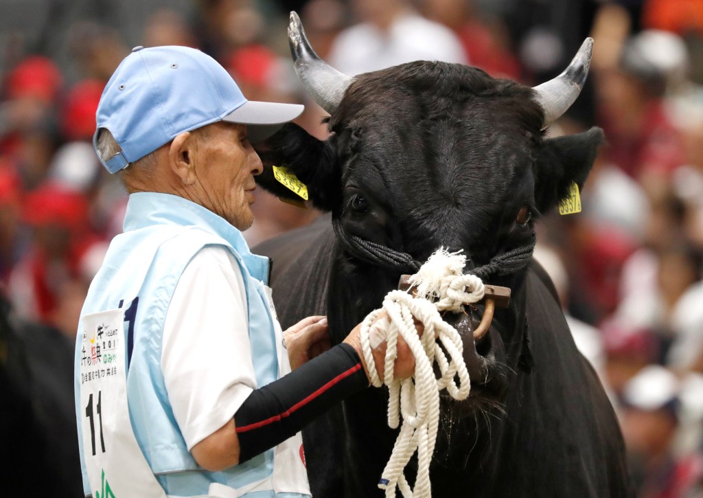 Japanese wagyu cattle
