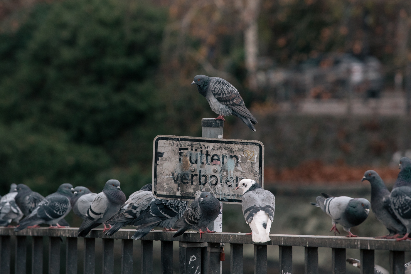 Tauben sitzen auf einem